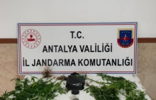 Yasadışı kenevir ekimine operasyon