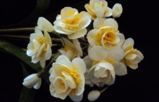 Yaşayan miras ipek kozası Başkan Yücel'in...