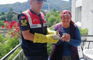 Yavru kumrulara jandarmadan yardım eli