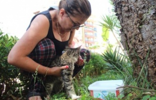 Ağaçta mahsur kalan kedisine kavuşunca büyük...