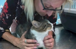 Alanya'da bir bacağı ampute kediyi bulana 2...