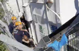 Alanya'da kurbanlık teke kurtarma operasyonu