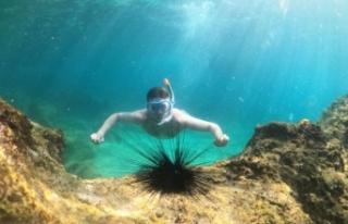 Alanya'da sualtı canlıları turistlerin ilgi...