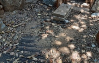 Alanya’da 2 metre yılan 15 civcivi yuttu