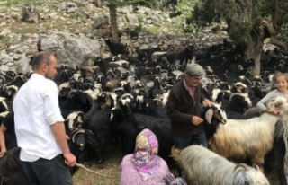 Alanyalı yörüklerin yayla serüveni başladı