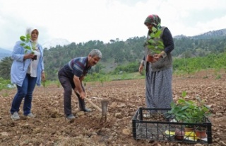 “Aronya” üreticiye alternatif olacak