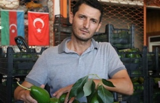 Avokado Üreticileri Birliği genel kurula gidiyor