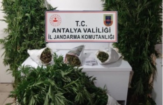 Bahçesinde kenevir yetiştiren şüpheli yakalandı