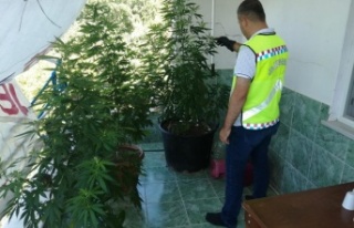 Balkonda branda ile perdelenen uyuşturucu jandarmadan...