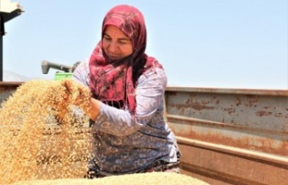 Buğday hasadı başladı