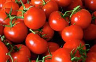 Domates çiftçinin yüzünü güldürdü