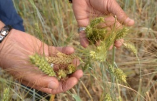Ekilmeyen tarım arazileri ata tohumuyla yeşerdi