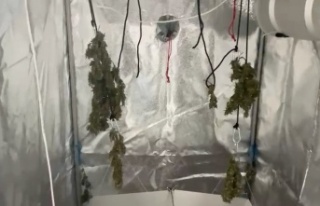 Evinin tuvaletinde uyuşturucu yetiştiren şüpheli...