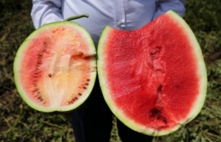 İyi karpuz nasıl olmalı? Çiftçiler kelek karpuza...