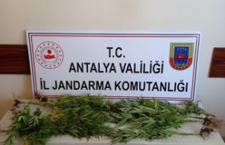 Jandarmadan sazlıkta Hint keneviri üretimine suçüstü