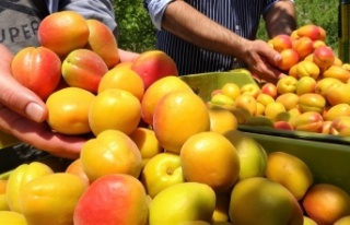 Kayısının altın yılı: Üreticinin yüzü iki...