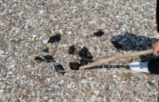 Manavgat'ta ölü deniz tavşanları sahile vurdu