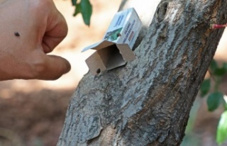 Narenciye ve nar ağaçlarını avcı böcek koruyacak