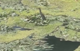 Nesli tükenmekte olan Balaban Kuşu, Düden Çayı...