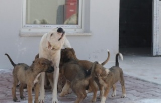Sokak Hayvanları Geçici Bakım Evi ve Rehabilitasyon...