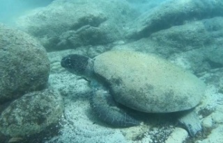 Ünlü profesörden ısıran caretta carettaler için...