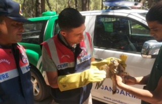 Yaralı kerkenez koruma altına alındı