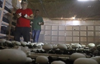 Yaz ayları fırın gibi olan cam serada, soğutucu...