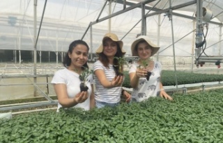 Yeni sezonun gözdesi yine domates olacak