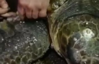 Yumurta bırakmak için kıyıya gelen caretta caretta...