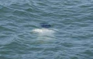 Alanya’da denizde kadın cesedi bulundu