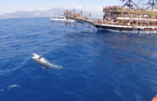 Alanya’da yunuslar turistlere gösteri yaptı