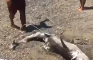 Denizlerin çöpçüsü olarak bilinen 1,5 metrelik...