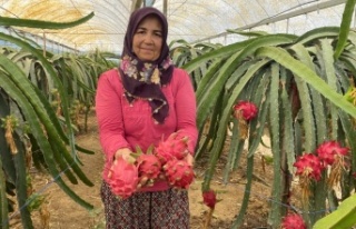 Ejder meyvesinde hasat başladı