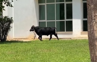 Ekiplerin kaçan danayla mücadelesi