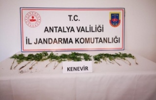 Gazipaşa'da bahçesinde kenevir ekimi yapan...