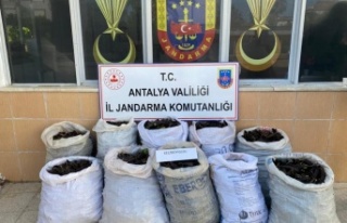 Gazipaşa'da keçiboynuzu hırsızları suçüstü...