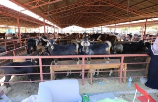 İşte Alanya'da kurban kesilecek yerler