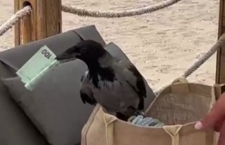 Karganın çantadan euro hırsızlığı gülümsetti