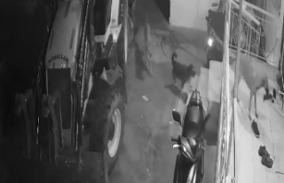 Köpeklerin organize ayakkabı hırsızlığı kamerada