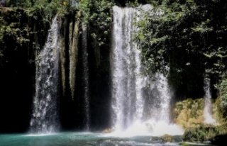 Korona virüs şüphelisi yarasalardan elde edilen...