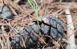 Manavgat 4-5 yıl içinde yeşil görünümüne kavuşacak