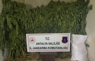 Serada kenevir üretimi yapan 2 şüpheli tutuklandı