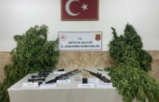 Yasadışı kenevir ekimi yapan şahıslar yakalandı