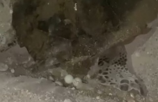 Yumurtlayan carettaya flaşlı cep telefonu eziyeti