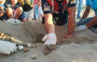 Yuvadan çıkamayan caretta carettalar jandarma tarafından...