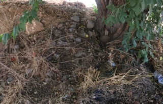 10 günlük bebeği ağaç altında adeta ölüme...