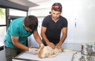 Alanya Belediyesi kırsaldaki hayvanların bakımlarını...