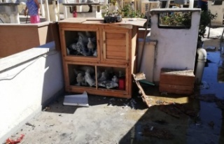 Alanya'da güvercinler yangında telef oldu
