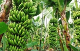 Alanya muzu ülke gündeminde 