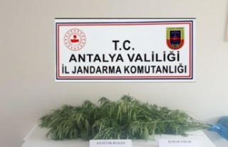 Antalya'da jandarmadan kenevir operasyonu: 1...